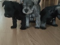 Muhteşem schnauzer bebekler