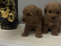 Maltipoo yavrularimiz