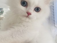 Kar Beyaz British Longhair Mavi Gözlü Yakışıklı
