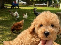 MALTİPOO ÜST DÜZEY ERKEK YAVRUMUZ