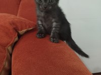 Scottish fold ve straight yavrular hazır