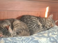 Oyuncu ve kardeş iki tekir kedisi