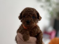 Red Brown Toy Poodle Yavrular