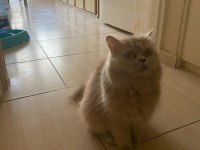 1.5 yaşında dişi british longhair