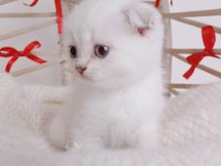 Show kalite yeni yıl scottish fold bebeğim