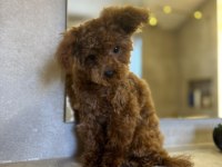 Teacup Dişi 7 Aylık Poodle