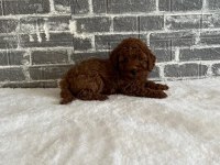 ORJİNAL TOY POODLE