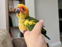 EL BESLEME BEBEK GÜNEŞ KONUR PAPAĞANLARI