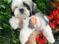 2.5 aylık full secere shih tzu yavruları
