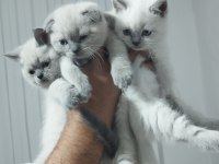 Blue point british shorthair yavrular