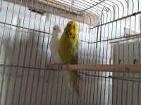 Evcil hayvanlar muhabbet kuşlar