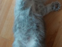 Güzel scottish fold kızım