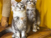 Türkiyenın en geniş referansına sahip kan hattı maine coon