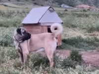 20 Aylık Erkek Aslan Köpeğimiz Muayyer