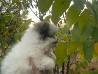 50 günlük ayı surat orijinal pomeranian boo