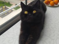 Siyah british shorthair basık yüz
