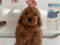 Muhteşem maltipoo bebekler