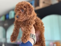 Show kalite toy poodle yavrularımızı canlı görün