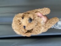 MİNİ BOY MALTIPOO OĞLUMUZ