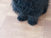 Köpeğimiz Badiye aile arıyorum