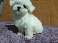 Orjinal Maltese Terrier 4 Aylık
