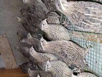 JUMBO JAPON VE ÇİN BILDIRCINLARI
