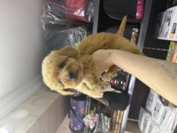 Maltipoo Dişi Erkek
