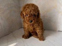 Toy Poodle Yavrularımız