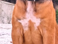 FCI-KIF Şecereli Safkan Cane Corso Yavrular (Fawn)
