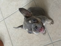 MÜKEMMEL ANATOMİ FRENCH BULLDOG
