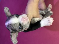 French Bulldog Köpeğimiz