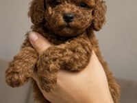 Safkan Toy Poodle Yavruları
