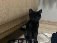 KEDİMİZ CIVIK YUVA ARIYOR