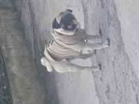 Rıfkı pug 2 yaşında