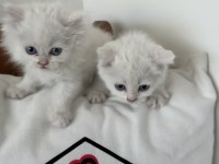 Kar beyaz mavi gözlü british shorthair ve longhair