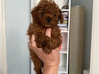 Safkan en küçük boy koyu renk toy poodle miniğim