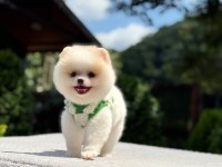 Dünyalar Tatlısı Pomeranian Boo Yavrumuz