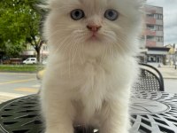 Küçük Minik Totis Scottish Fold Yavrular