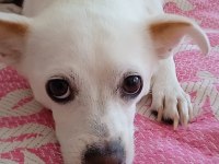 Sahiplendirme köpeğimiz