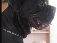 A ŞECERELİ CANE CORSO ŞAMPİYONLAR SOYUNDAN SON YAVRU