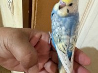 35 GÜNLÜK RENK GÜZELİ ÇEK BEBEK KUŞUMUZ