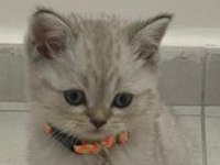 Safkan british shorthair erkek yavrum yeni yuvası için hazır