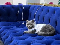 KEDİMİZ HER ŞEKİLDE UYUM SAĞLAMAKTADIR