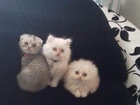 Üç aylık erkek exotic shorthair