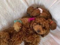 Irk Ve Sağlık Garantili Toy Poodle Bebişleri