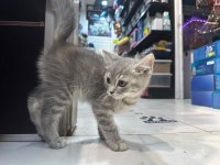 British Shorthair Her Renk Her Türden Yavrular