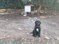 Cane corso yavrularımız