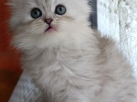 Dişi British Longhair Silver Point Yavru