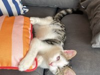 KEDİMİZ ÇIRPIK YUVA ARIYOR