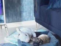 5 Aylık Pug Mops Acil